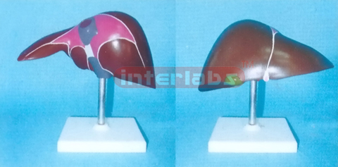 HUMAN DIDACTICALLY PAINTED LIVER